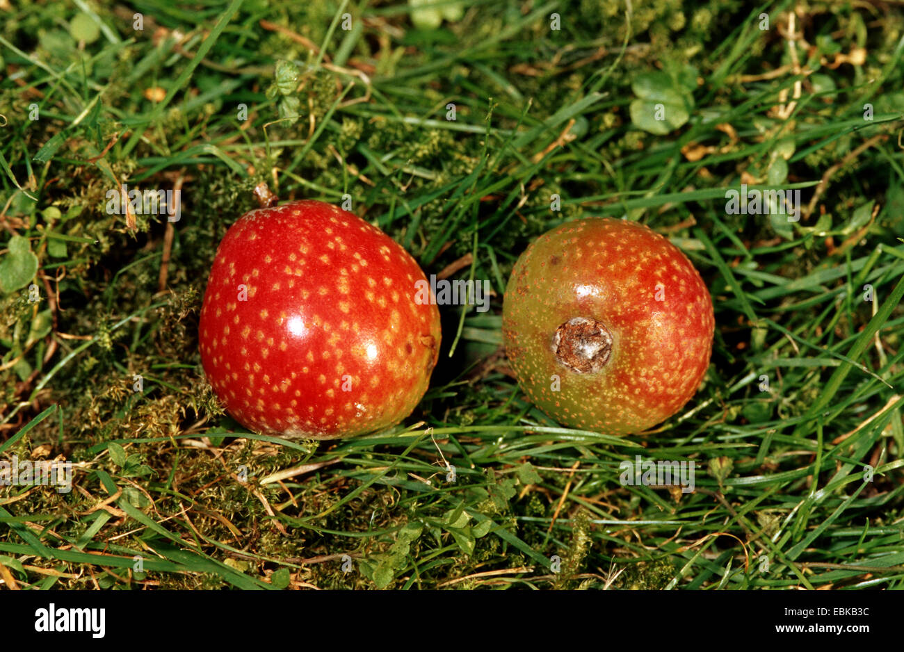 service-tree (Sorbus domestica), two fruits in grass, Germany Stock Photo