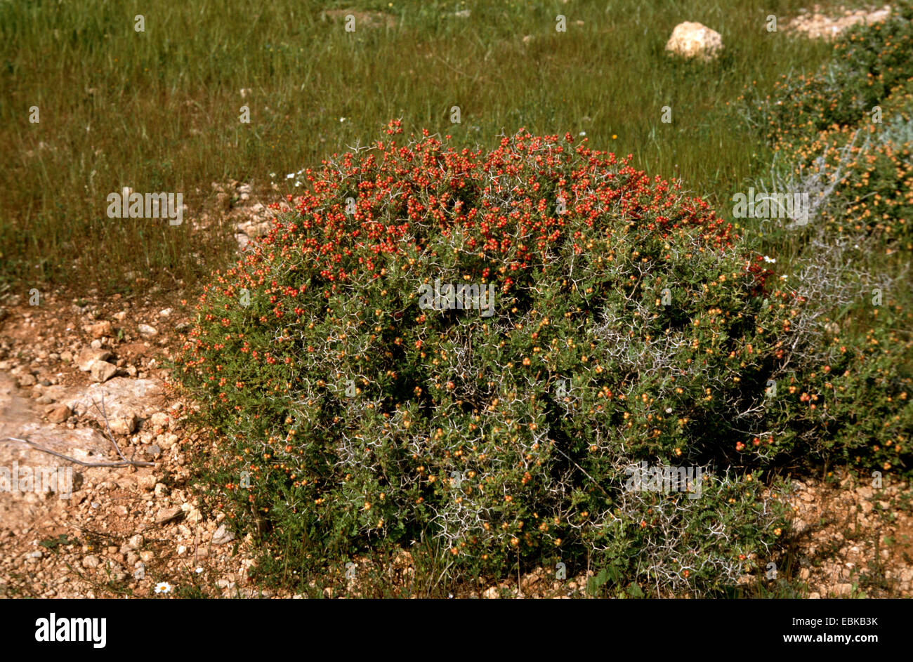Thorny burnet (Sarcopoterium spinosum, Poterium spinosum), fruiting, Greece Stock Photo