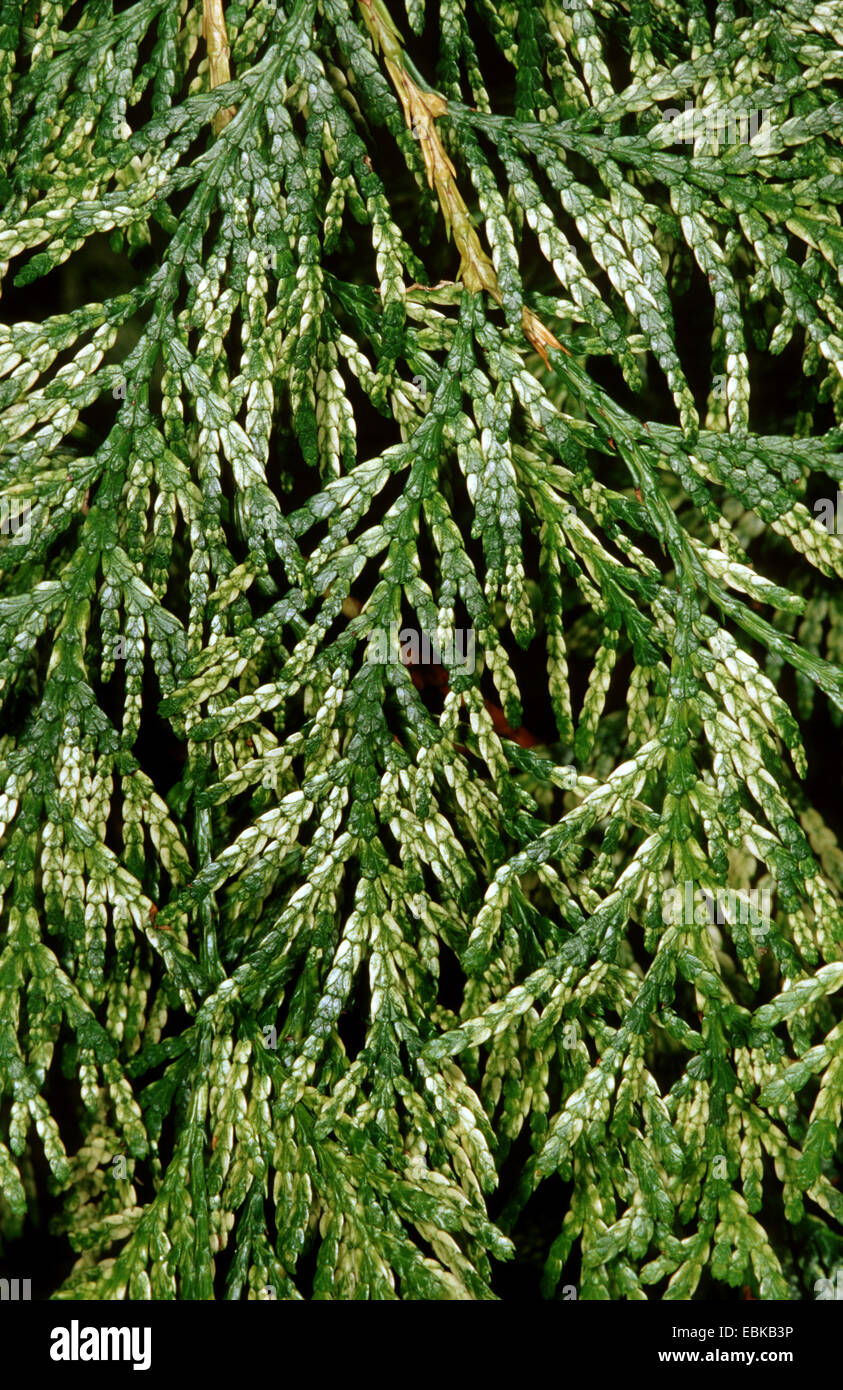 yellow cedar, eastern white cedar (Thuja occidentalis 'Rheingold', Thuja occidentalis Rheingold), cultivar Rheingold Stock Photo