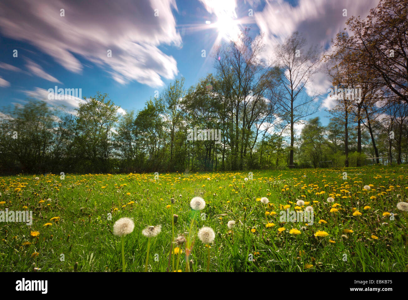 dandelion meadow, Germany, Saxony, Jocketa Stock Photo