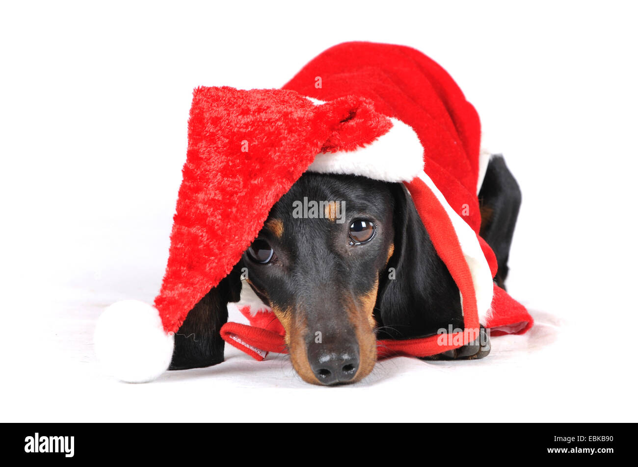 Short-haired Dachshund, Short-haired sausage dog, domestic dog (Canis lupus f. familiaris), costuming as Santa Claus, Germany Stock Photo