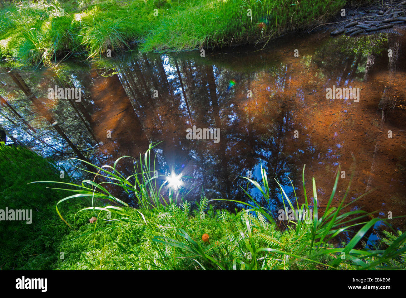 sun mirroring in a river, Germany, Saxony, Vogtlaendische Schweiz, Triebtal Stock Photo