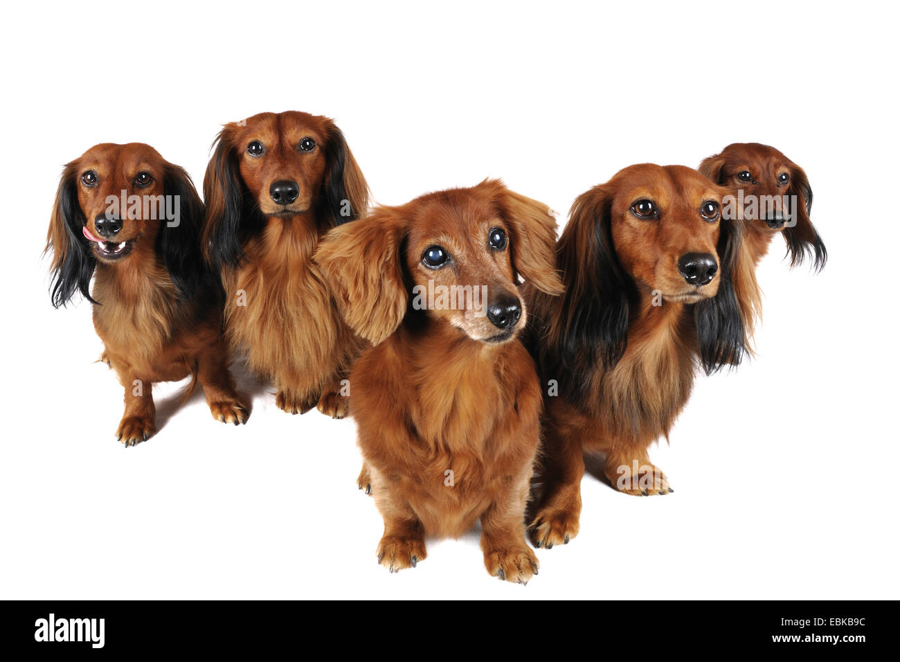 Long-haired Dachshund, Long-haired sausage dog, domestic dog (Canis lupus  f. familiaris), five Long-haired sausage dogs sitting together, Germany  Stock Photo - Alamy