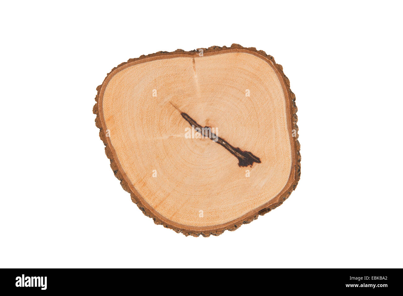 Texture of wood closeup. Object isolated for design Stock Photo