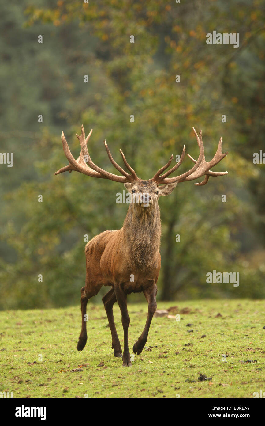 red deer (Cervus elaphus), male running, Germany, Rhineland-Palatinate, Pfaelzer Wald Stock Photo