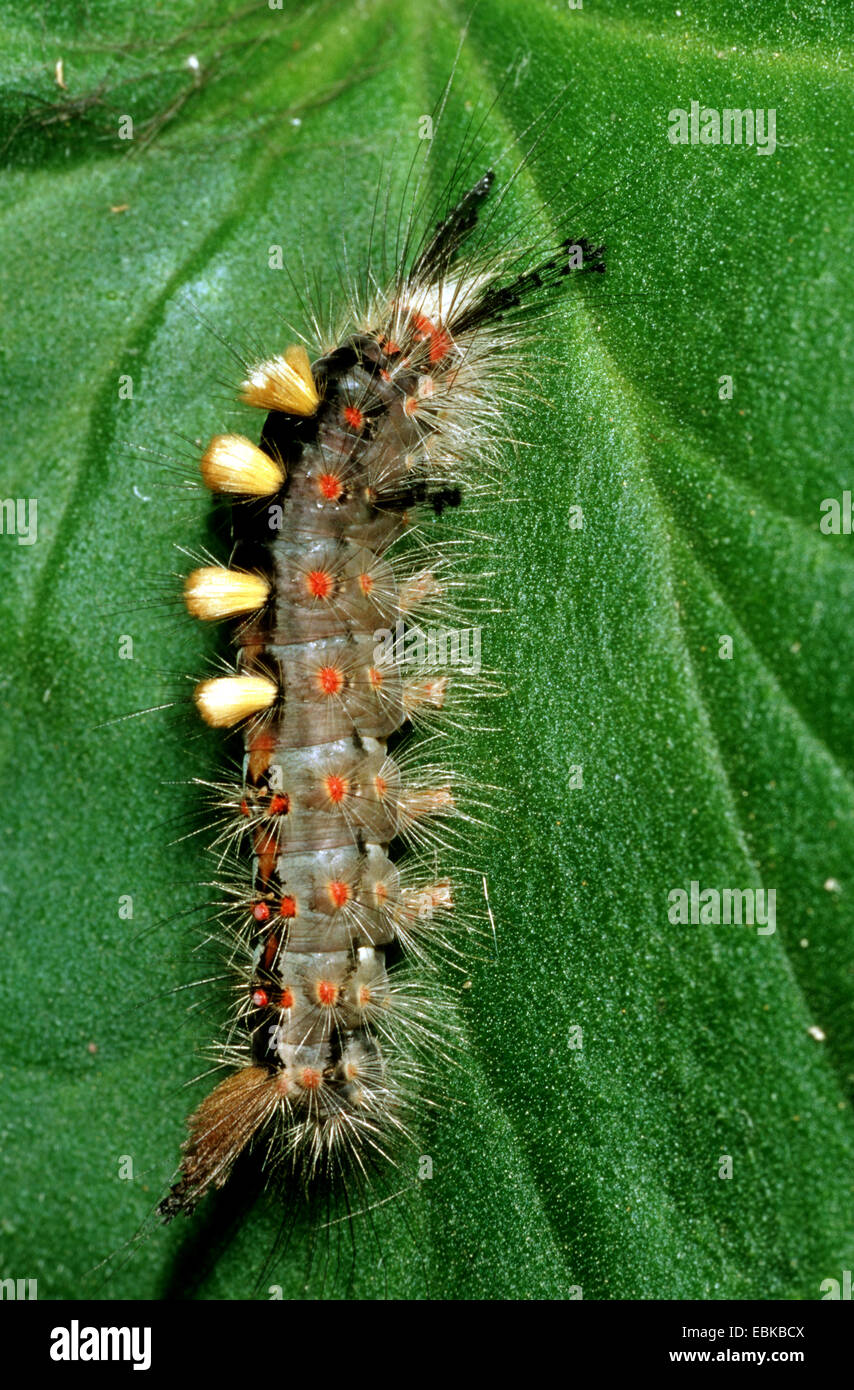 Rusty Tussock Moth, Vapourer Moth (Orgya antiqua), caterpillar on leaf, Germany Stock Photo