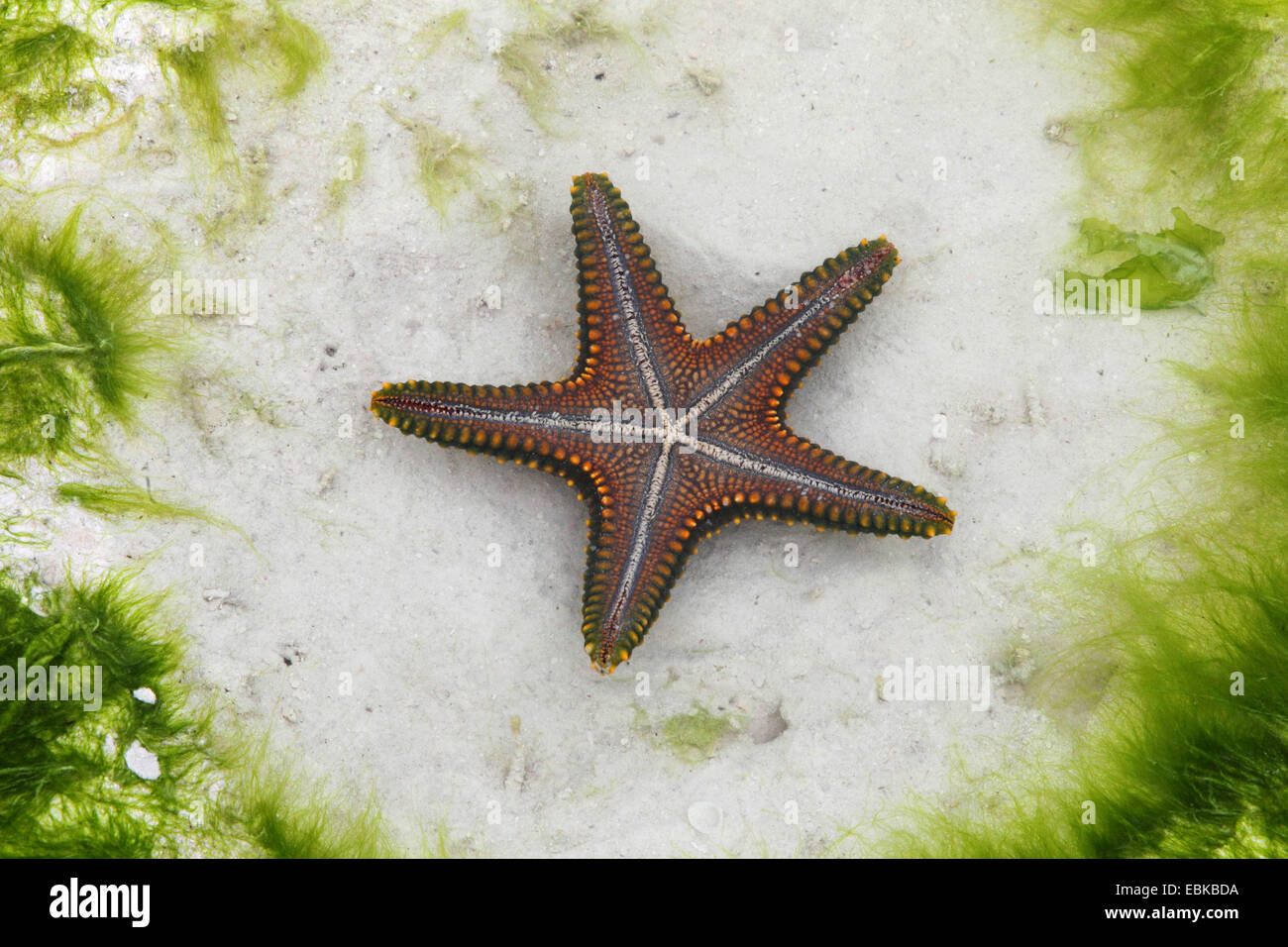 Panamic Cushion Sea Star (Pentaceraster cumingi), sea star on a beach, Tanzania, Sansibar Stock Photo