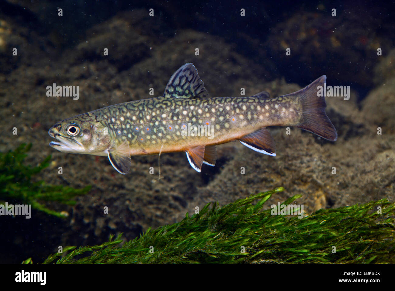 brook trout, brook char, brook charr (Salvelinus fontinalis), juvenile swimming over rock grown with algae Stock Photo
