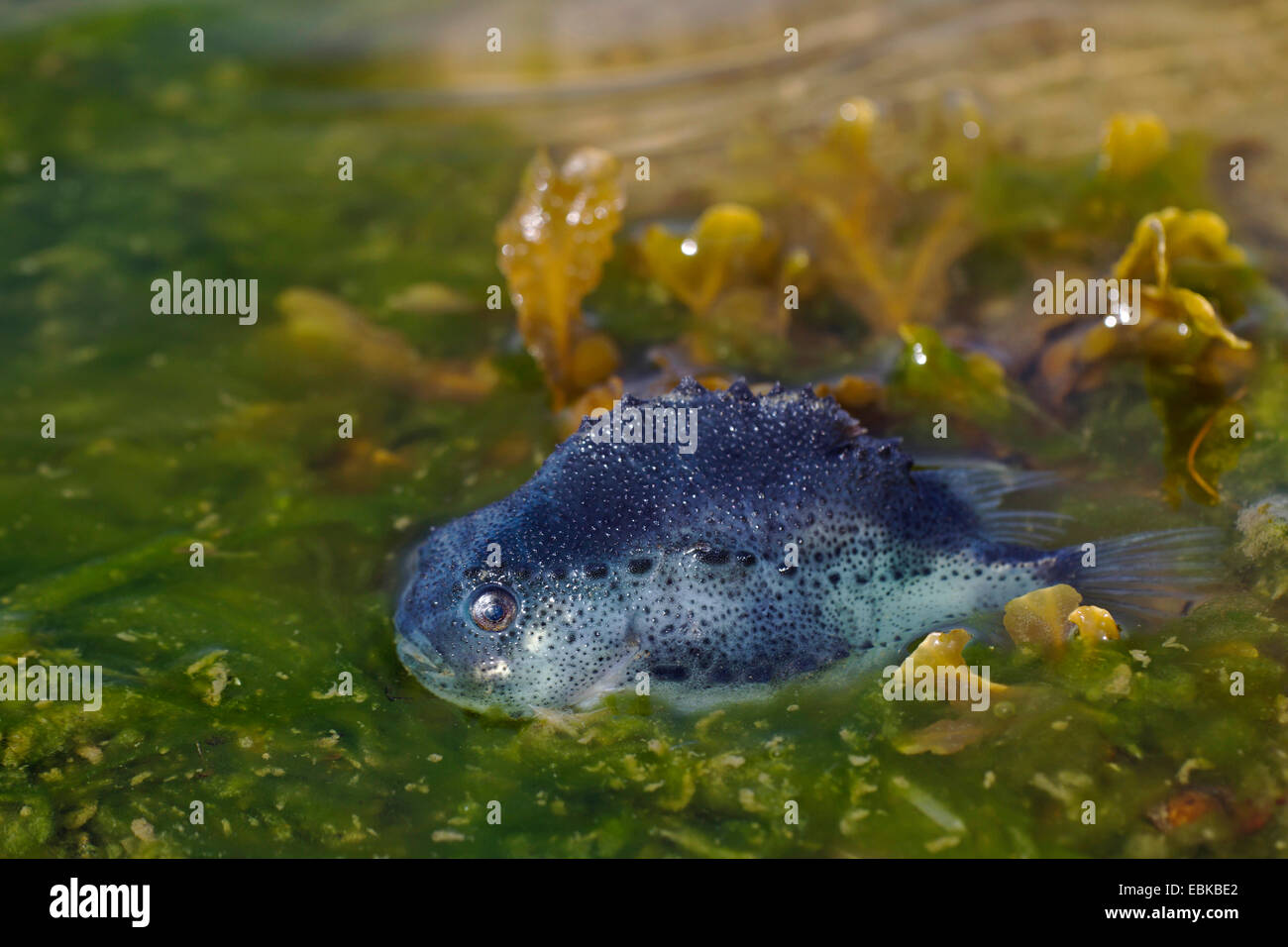 lumpsucker, lumpfish, hen-fish, henfish, sea hen (Cyclopterus lumpus), in shallow water, side view, Denmark, Jylland Stock Photo