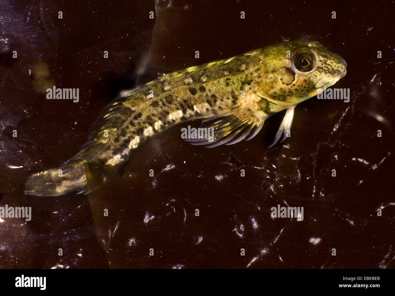 Shanny, combtooth blenny (Lipophrys pholis, Blennius pholis), in a water full of algae Stock Photo