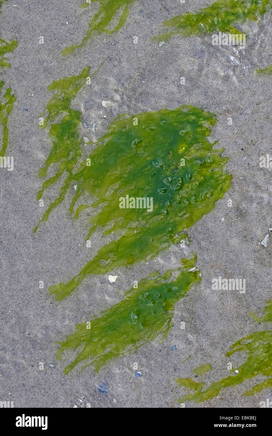 Green macroalgae, Seaweed, gutweed, gut-weed, gut weed, grass-kelp (Enteromorpha cf. compressa, Enteromorpha cf. intestinales, Ulva cf. compressa, Ulva cf. intestinalis, Enteromorpha cf. complanata), at the North sea, Germany Stock Photo