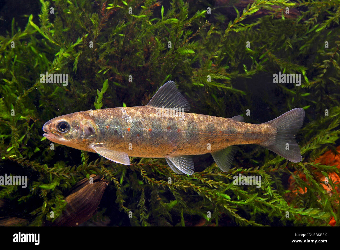 Atlantic salmon, ouananiche, lake Atlantic salmon, landlocked salmon, Sebago salmon (Salmo salar), young fish among algae Stock Photo