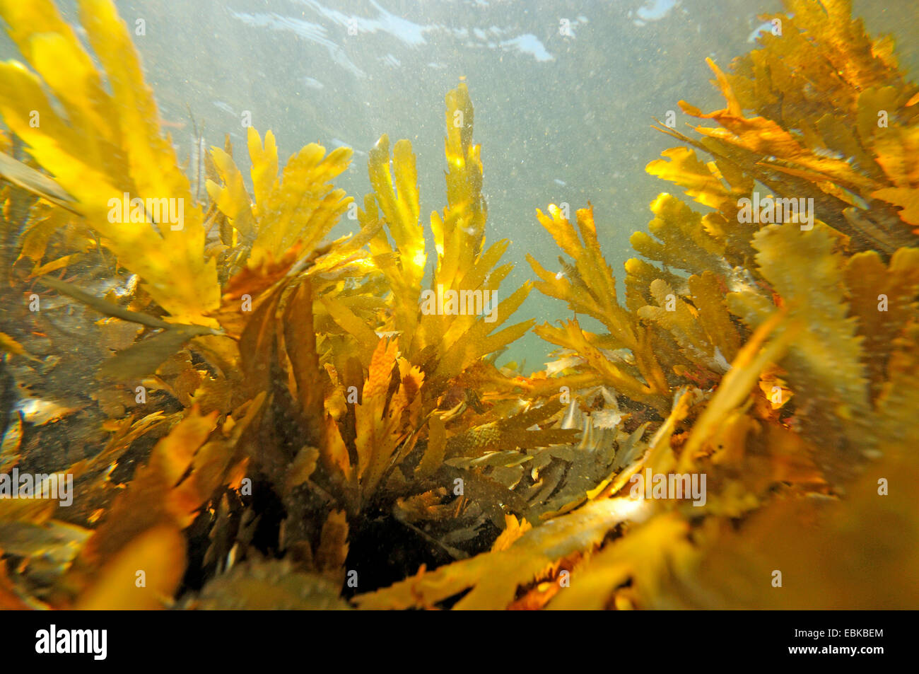 black wrack, toothed wrack, serrated wrack (Fucus serratus), under water, France, Brittany Stock Photo