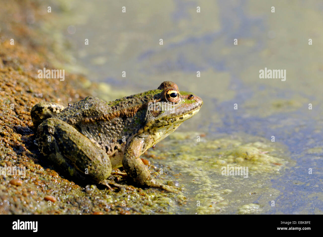 water frog (Rana bedriagae), sitting on waterfront, Cyprus Stock Photo