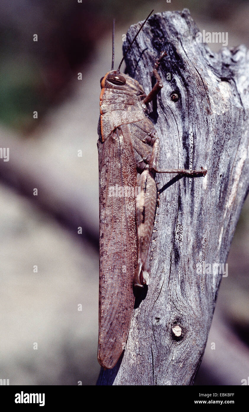 Egyptian grasshopper (Anacridium aegyptium, Anacridium aegypticum) Stock Photo
