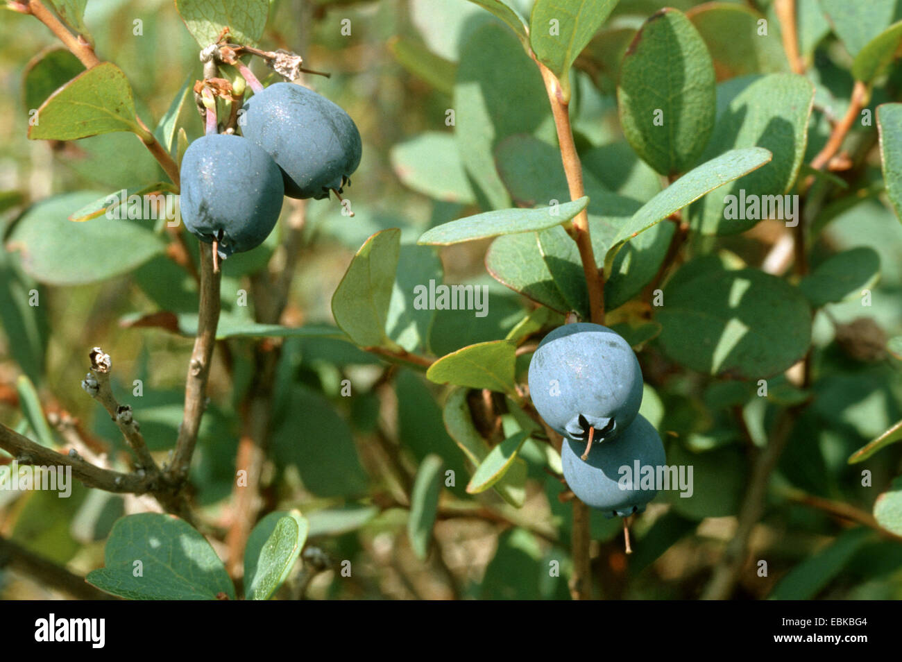Alpine blueberry, bog blueberry, bog bilberry, northern bilberry, bog whortleberry (Vaccinium uliginosum), branches with ripe fruits, Germany Stock Photo