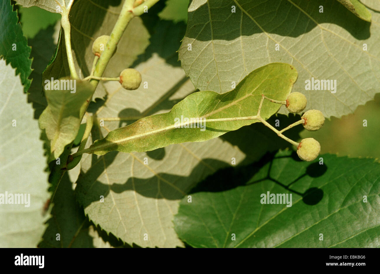 silver linden (Tilia tomentosa), young fruits, Germany Stock Photo