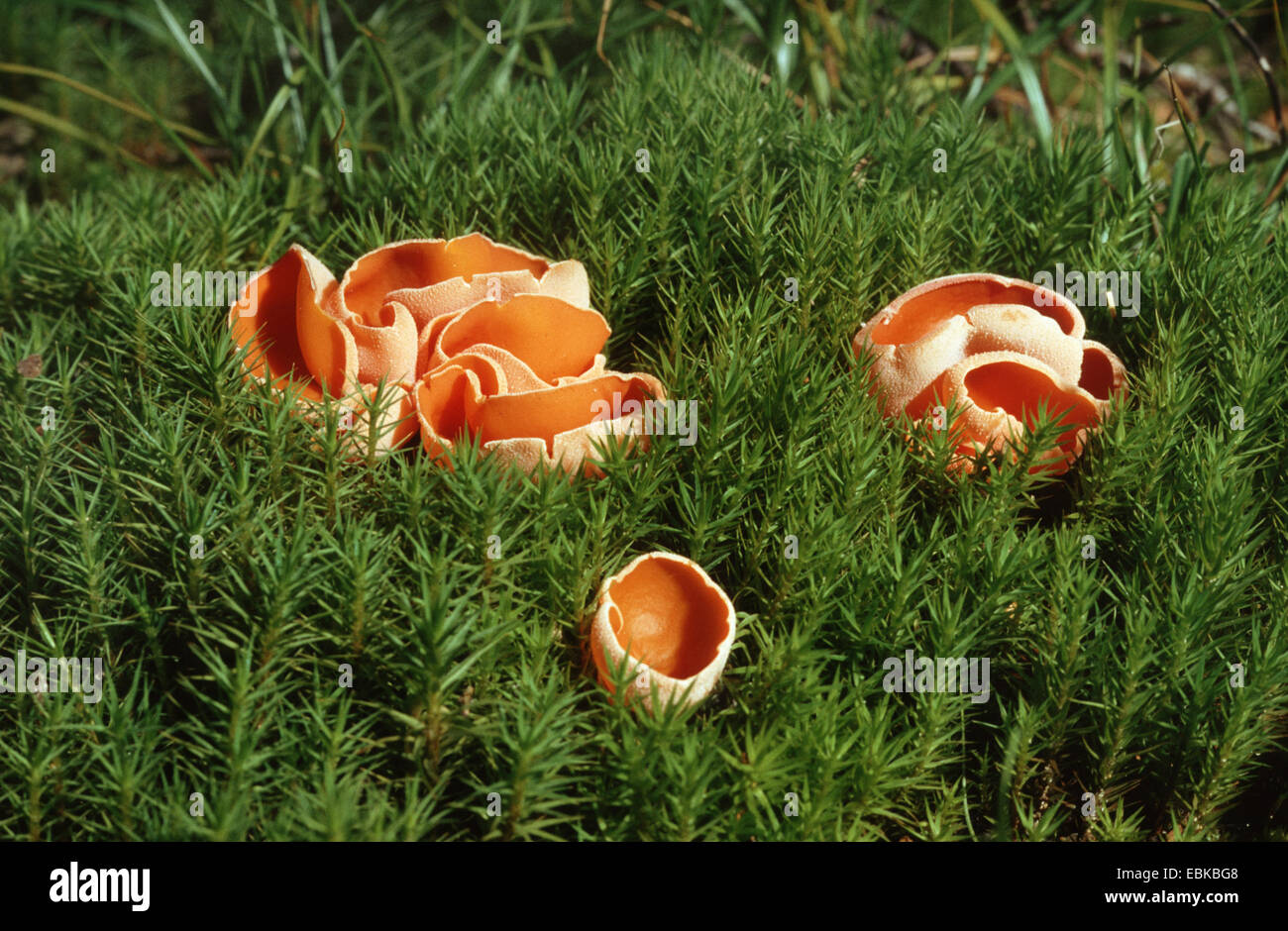 orange peel fungus (Aleuria aurantia), several fruiting bodies amongst moss, Germany Stock Photo