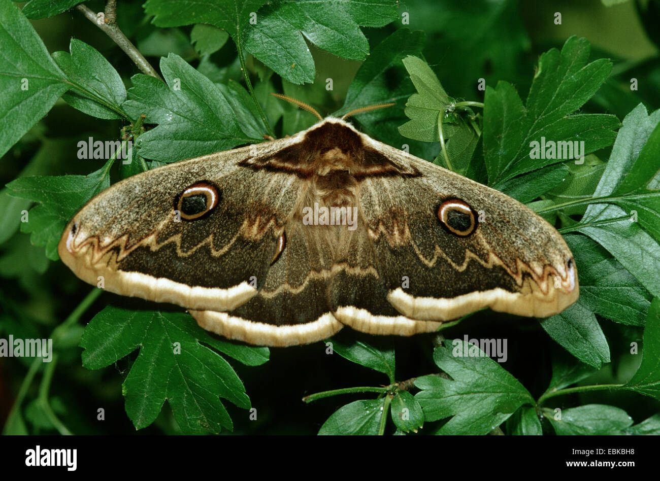 giant peacock moth (Saturnia pyri), sitting on hawthorn, Germany Stock Photo