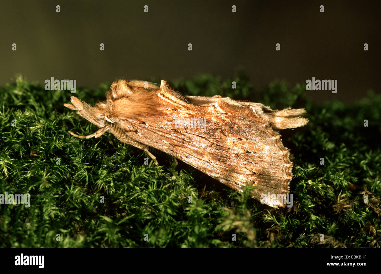 Pale Prominent (Pterostoma palpina), sitting on moss, Germany Stock Photo