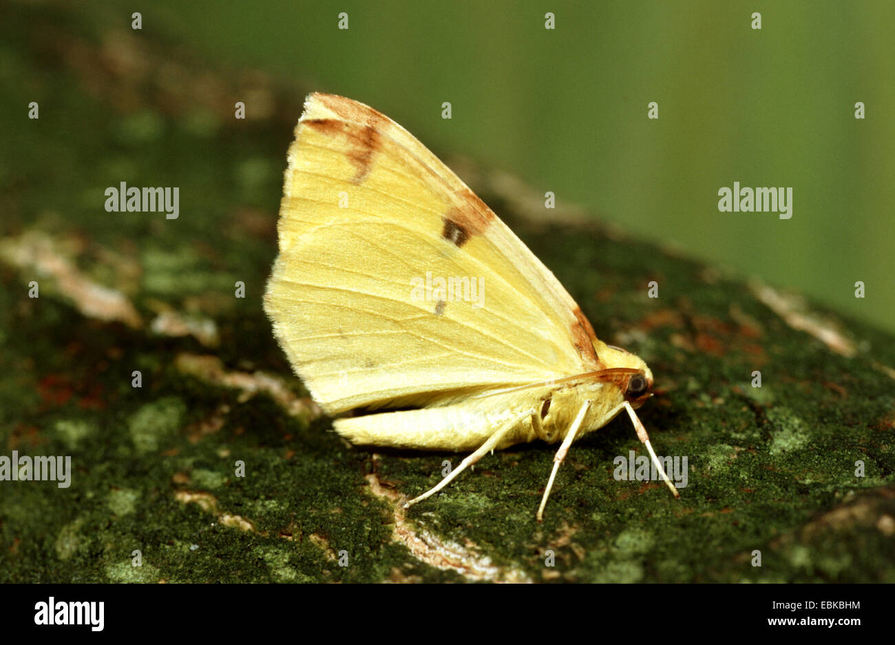 brimstone moth (Opisthograptis luteolata), sitting on bark, Germany Stock Photo