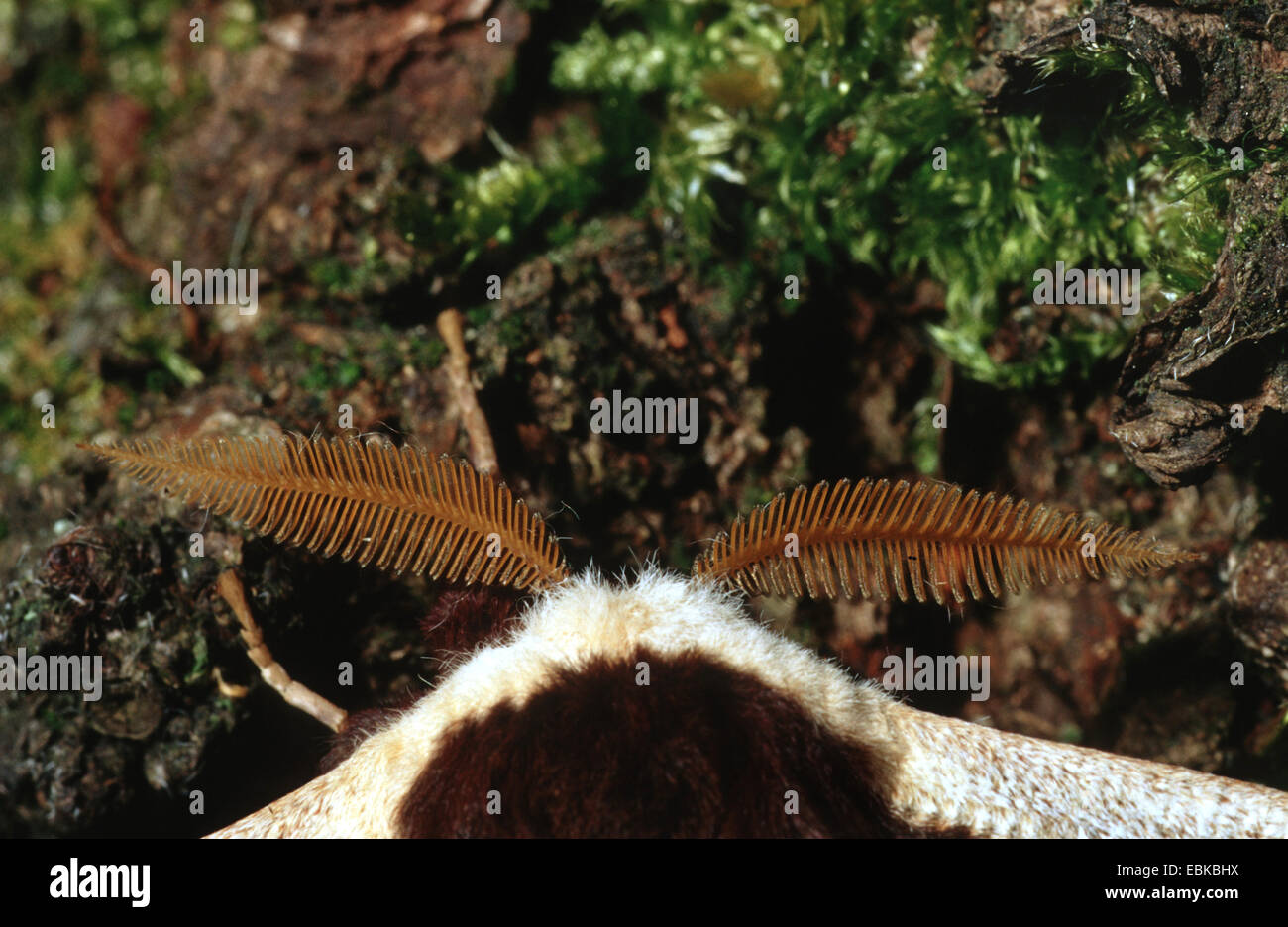 giant peacock moth (Saturnia pyri), antennae, Germany Stock Photo