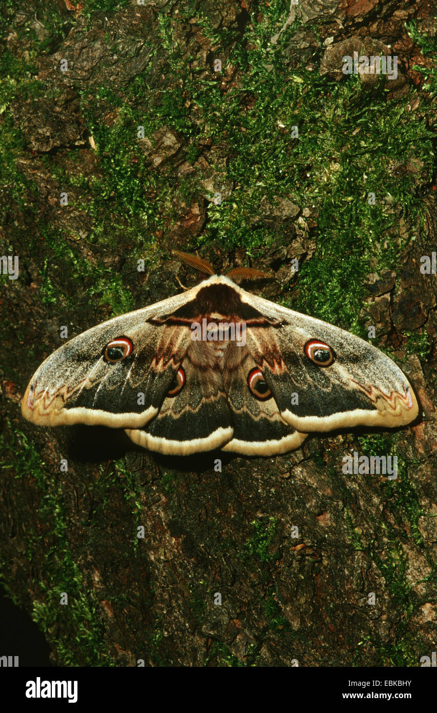 giant peacock moth (Saturnia pyri), sitting on bark, Germany Stock Photo