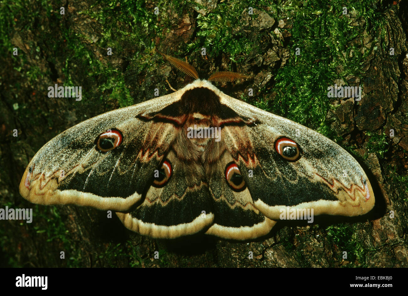 giant peacock moth (Saturnia pyri), sitting on bark, Germany Stock Photo