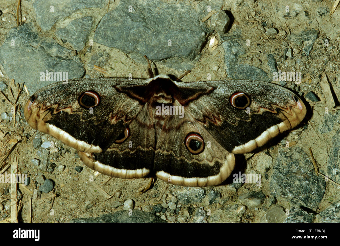giant peacock moth (Saturnia pyri), sitting on the ground, Germany Stock Photo