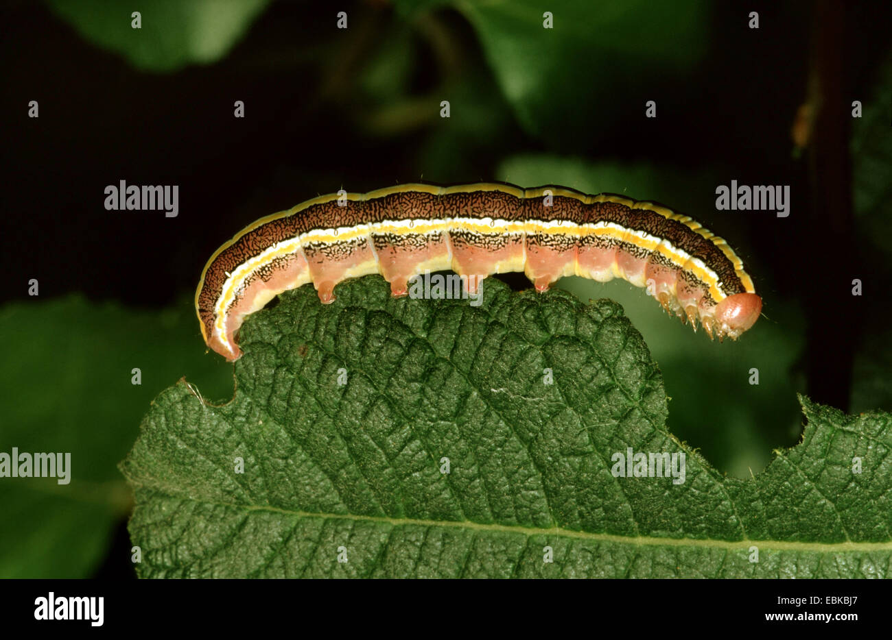 Broom moth (Melanchra pisi, Ceramica pisi), caterpillar on leaf, Germany Stock Photo
