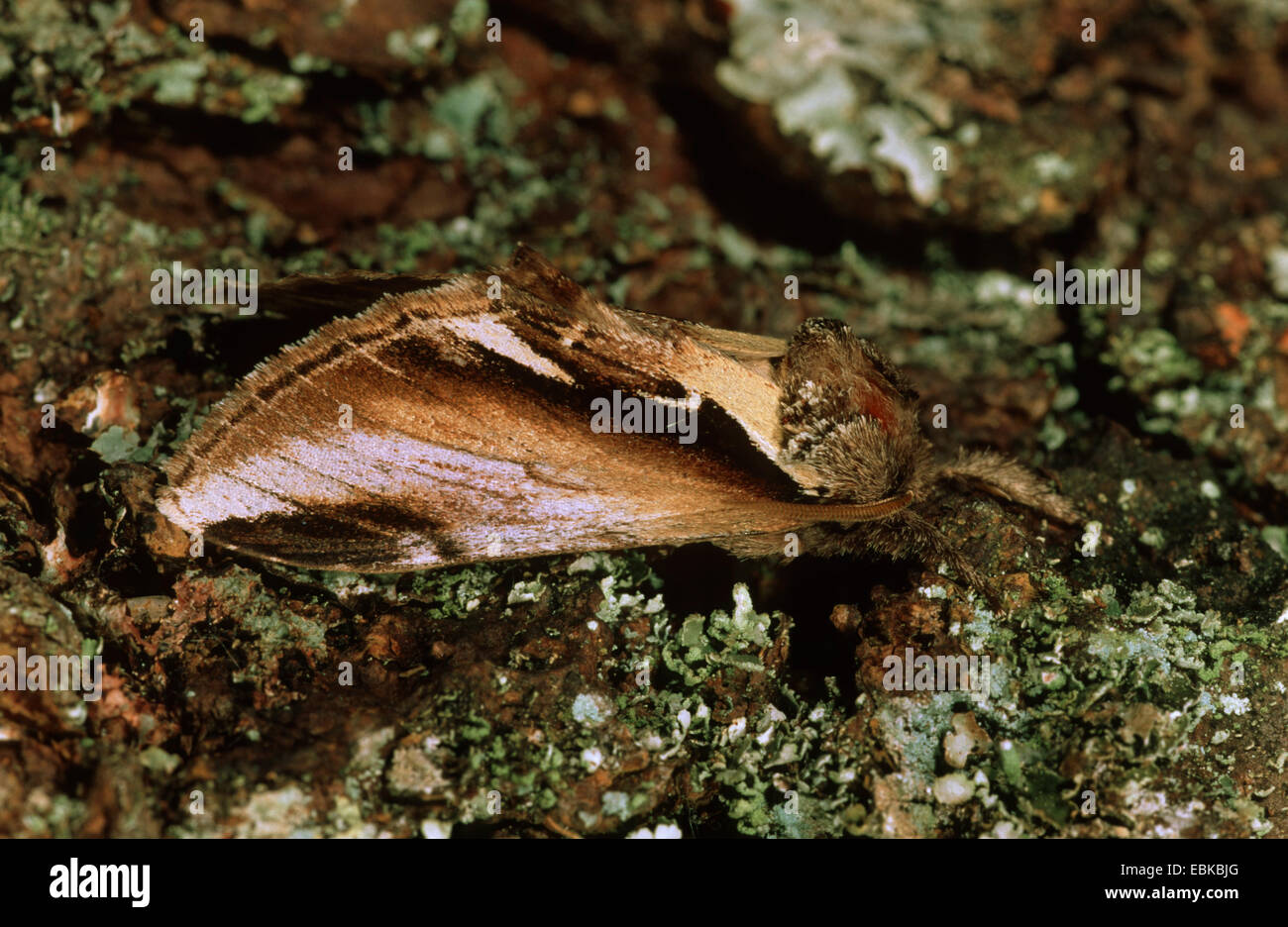 Plant animal symbiosis hi-res stock photography and images - Page 8 - Alamy