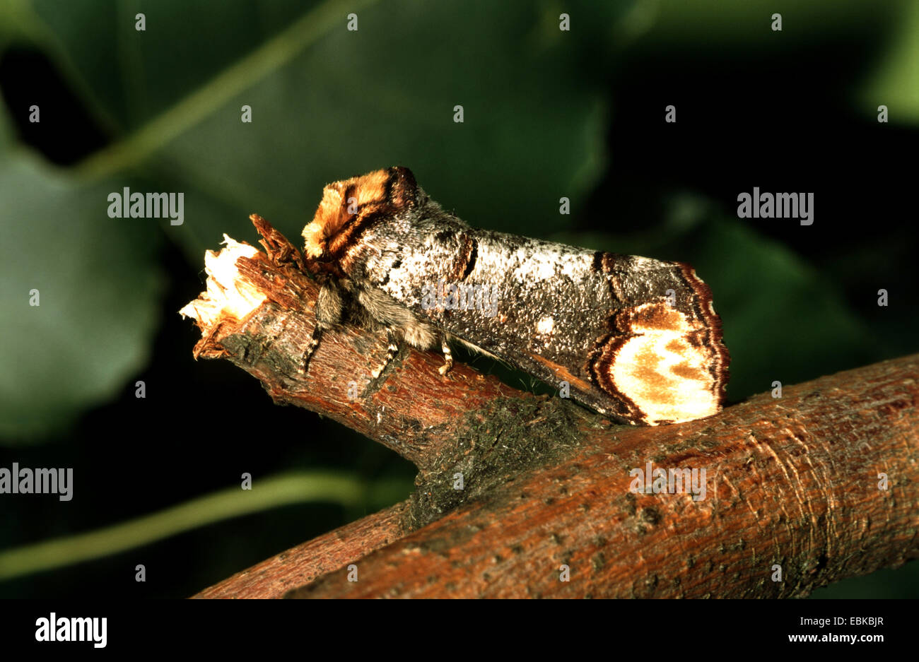 buff-tip moth (Phalera bucephala), imago on twig, Germany Stock Photo