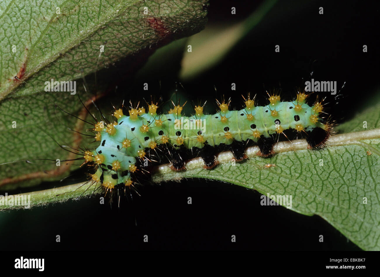 giant peacock moth (Saturnia pyri), caterpillar on leaf, Germany Stock Photo