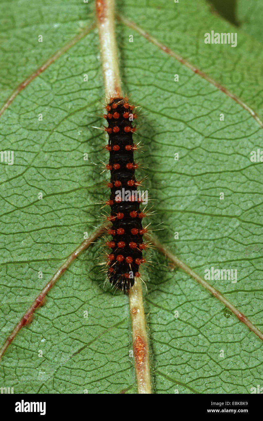 giant peacock moth (Saturnia pyri), caterpillar on leaf, Germany Stock Photo