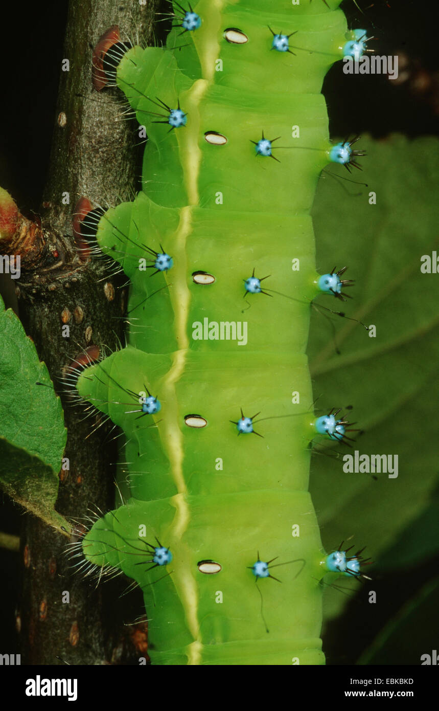 giant peacock moth (Saturnia pyri), prolegs of a caterpillar, Germany Stock Photo