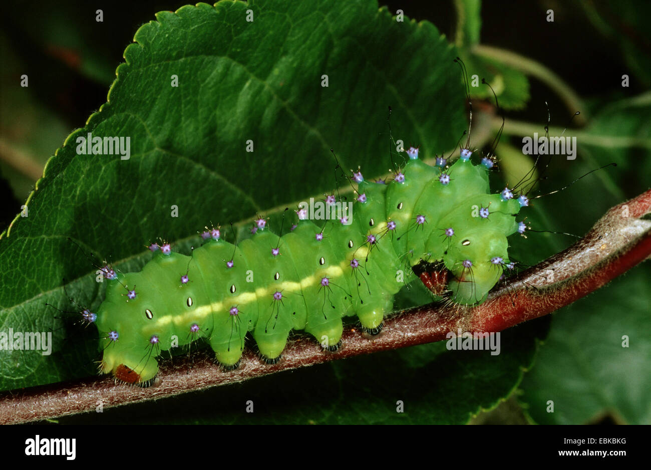 giant peacock moth (Saturnia pyri), caterpillar on twig, Germany Stock Photo