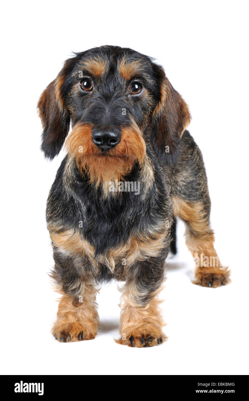 Wire-haired Dachshund, Wire-haired sausage dog, domestic dog (Canis lupus f. familiaris), wild-boar coloured Wire-haired Dachshund, Germany Stock Photo