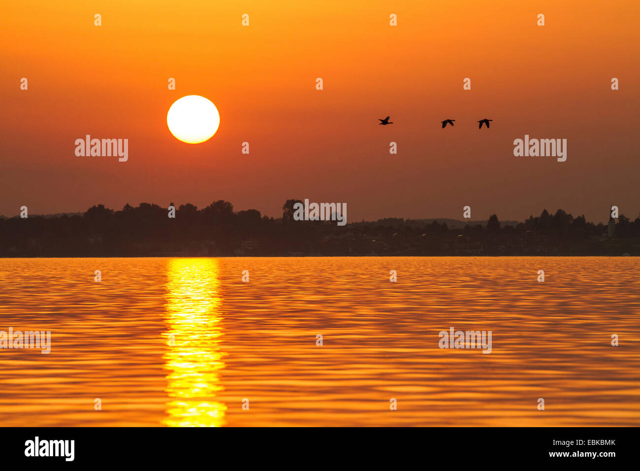 greylag goose (Anser anser), wild geese flying over lake in sunset, Germany, Bavaria, Lake Chiemsee Stock Photo