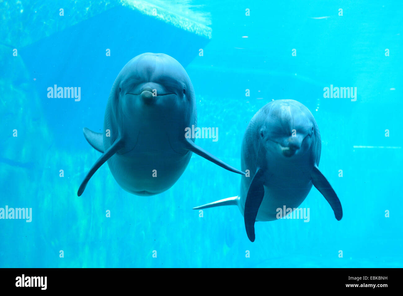 Bottlenosed dolphin, Common bottle-nosed dolphin (Tursiops truncatus), two dolphins swimming in dolphinarium Stock Photo