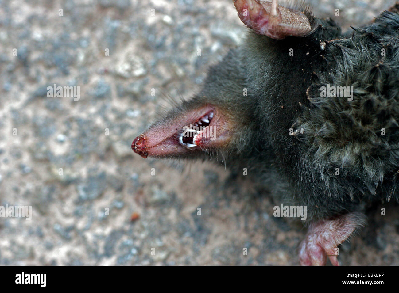 European mole (Talpa europaea), insectivore teeth Stock Photo