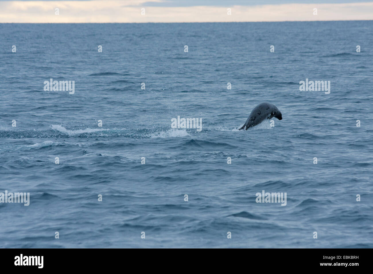 ringed seal (Phoca hispida, Pusa hispida), jumping out of the water, Norway, Svalbard Stock Photo