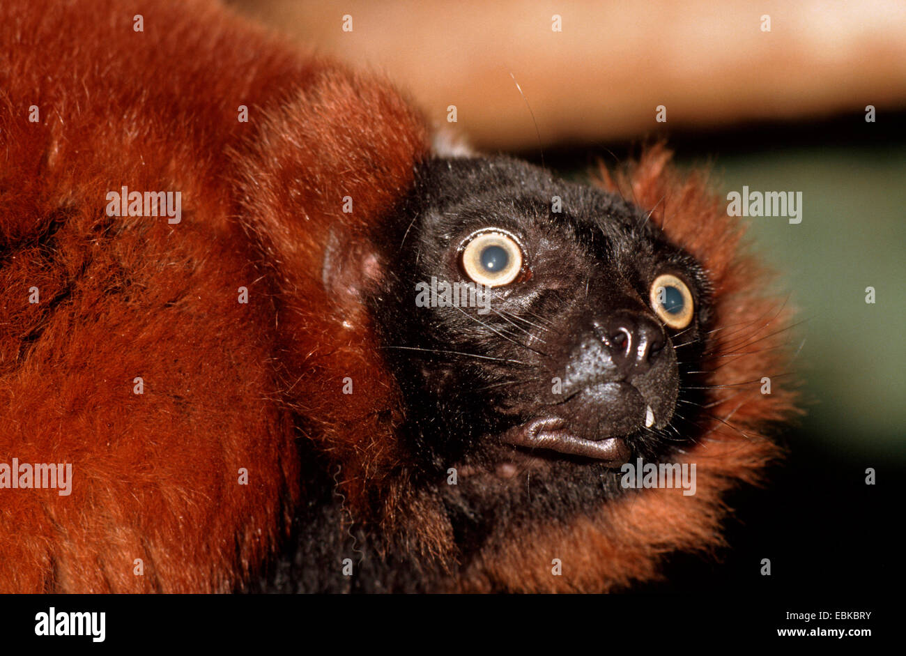 red ruffed lemur (Varecia variegata rubra, Lemur variegata ruber, Varecia rubra), portraet Stock Photo