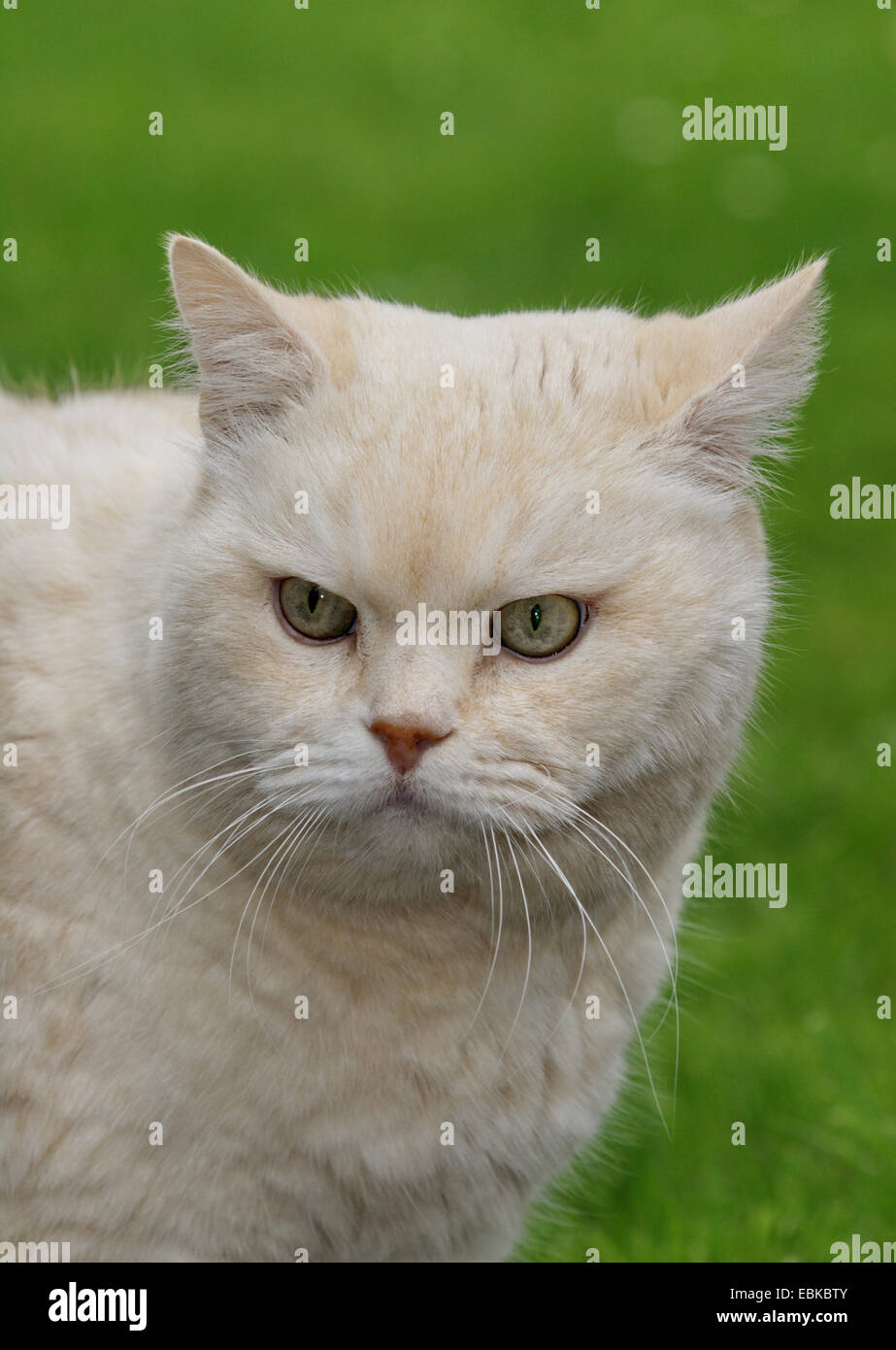 domestic cat, house cat, Persian (Felis silvestris f. catus), male in a meadow, Germany Stock Photo