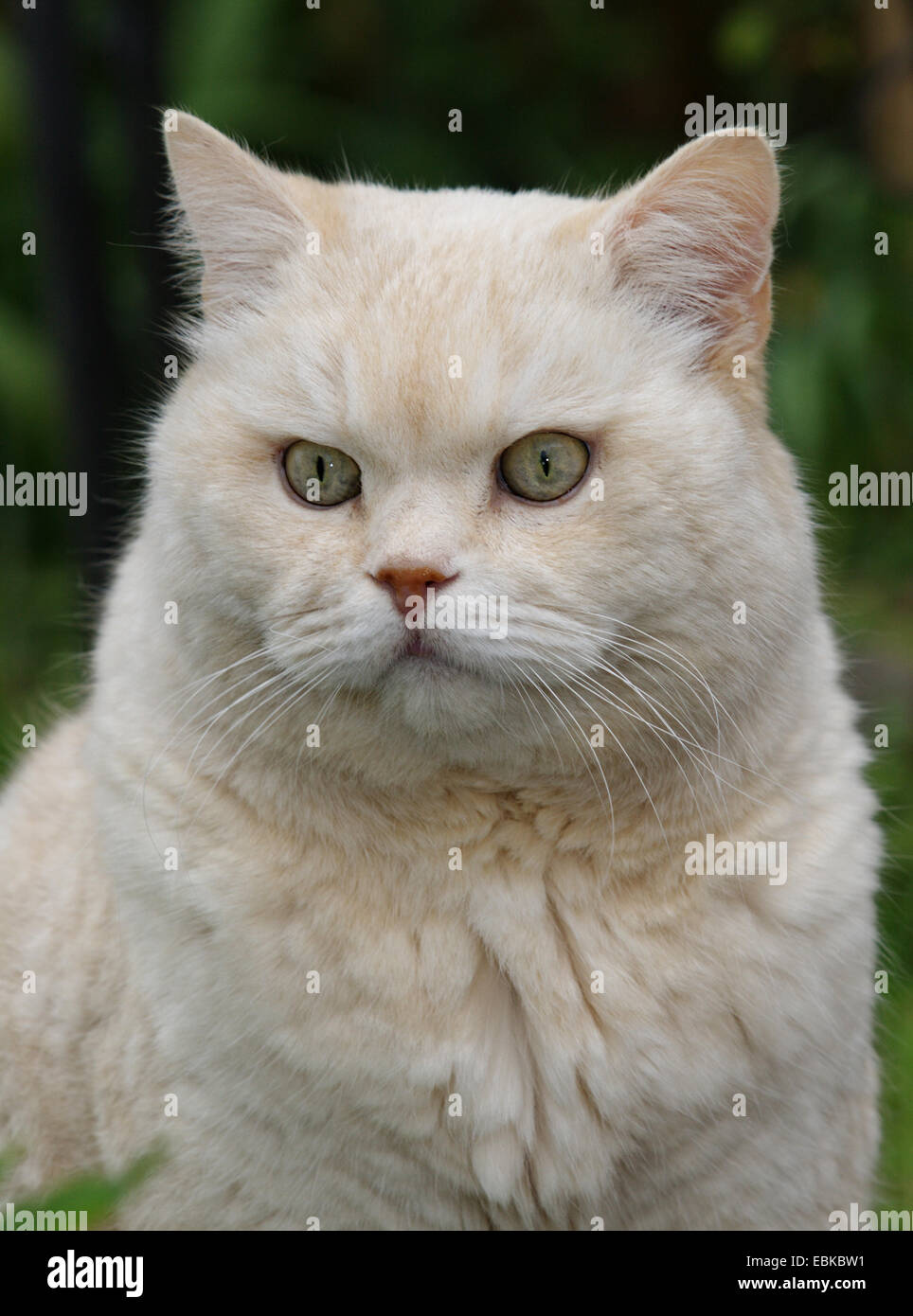 domestic cat, house cat, Persian (Felis silvestris f. catus), old male, portrait, Germany Stock Photo
