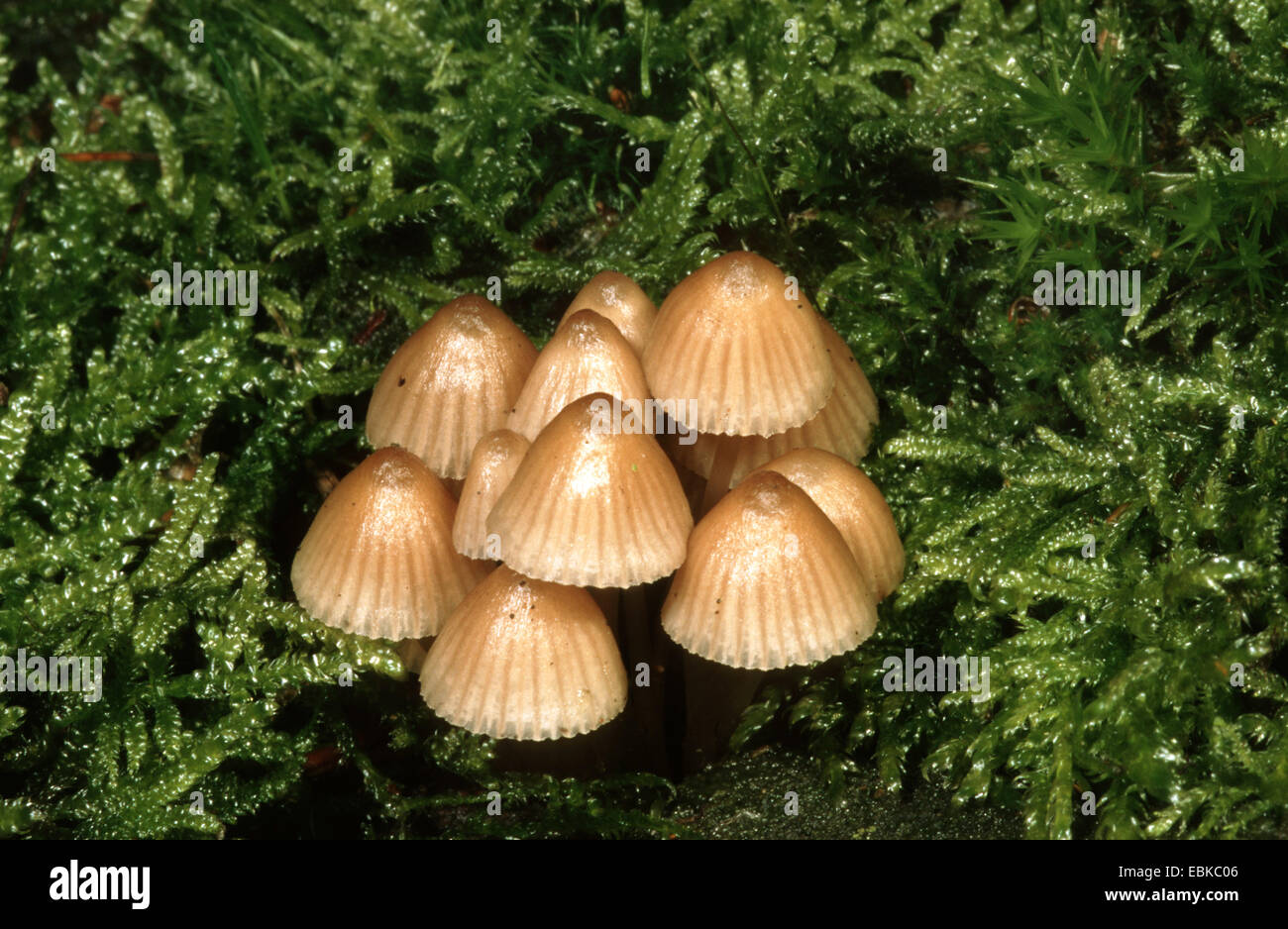 milking bonnet (Mycena galopus), several fruiting bodies amongst moss, Germany Stock Photo