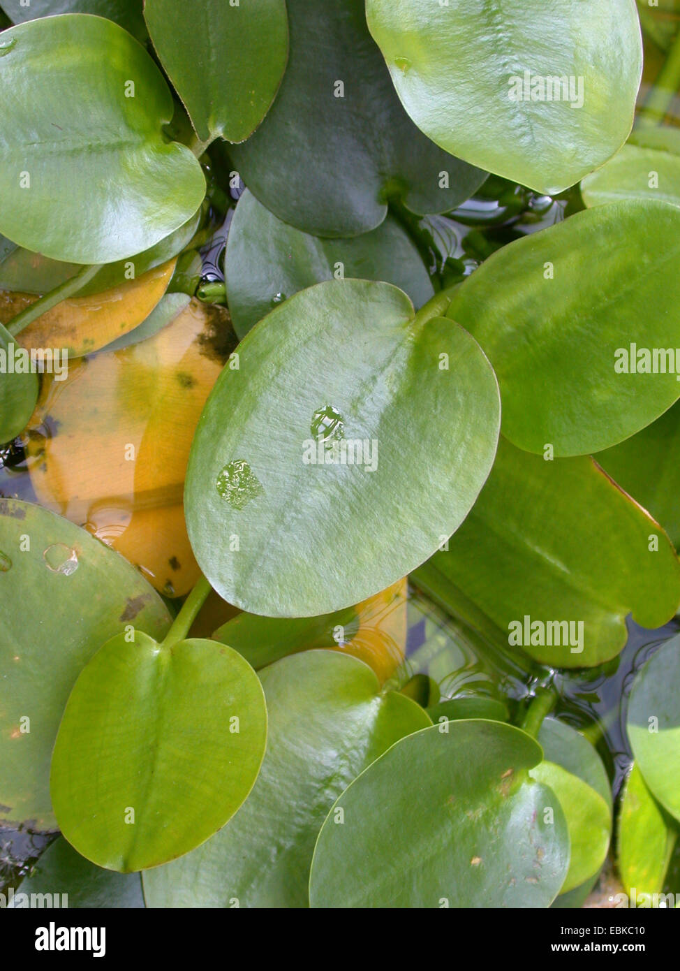 water poppy (Hydrocleys nymphoides), leaves Stock Photo