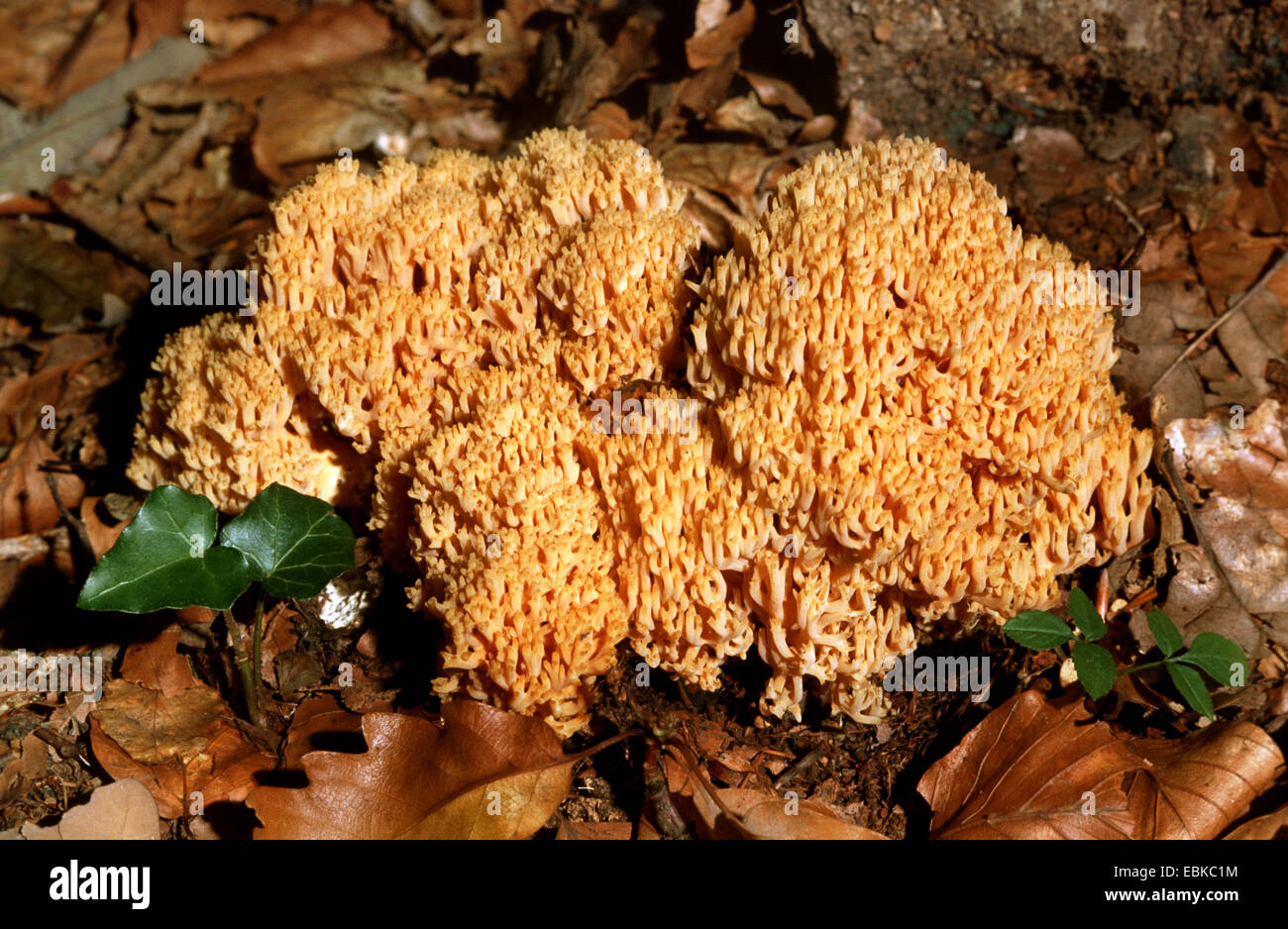 Ramaria formosa (Ramaria formosa), on forest floor, Germany Stock Photo