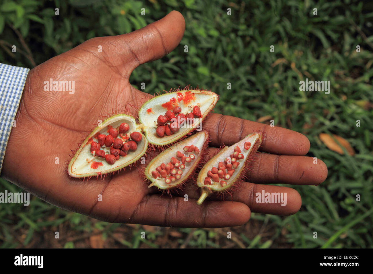Achiote, Annatto, Lipstick Tree, Urucum (Bixa orellana), opened fruit in a hand, Tanzania, Sansibar Stock Photo
