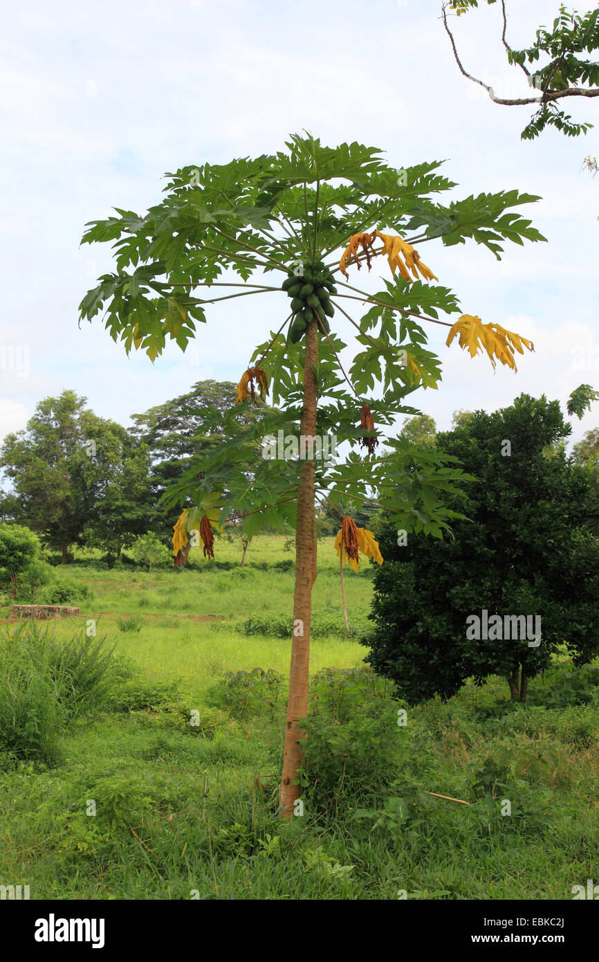 papaya, papaw, paw paw, mamao, tree melon (Carica papaya), single tree, Tanzania, Sansibar Stock Photo