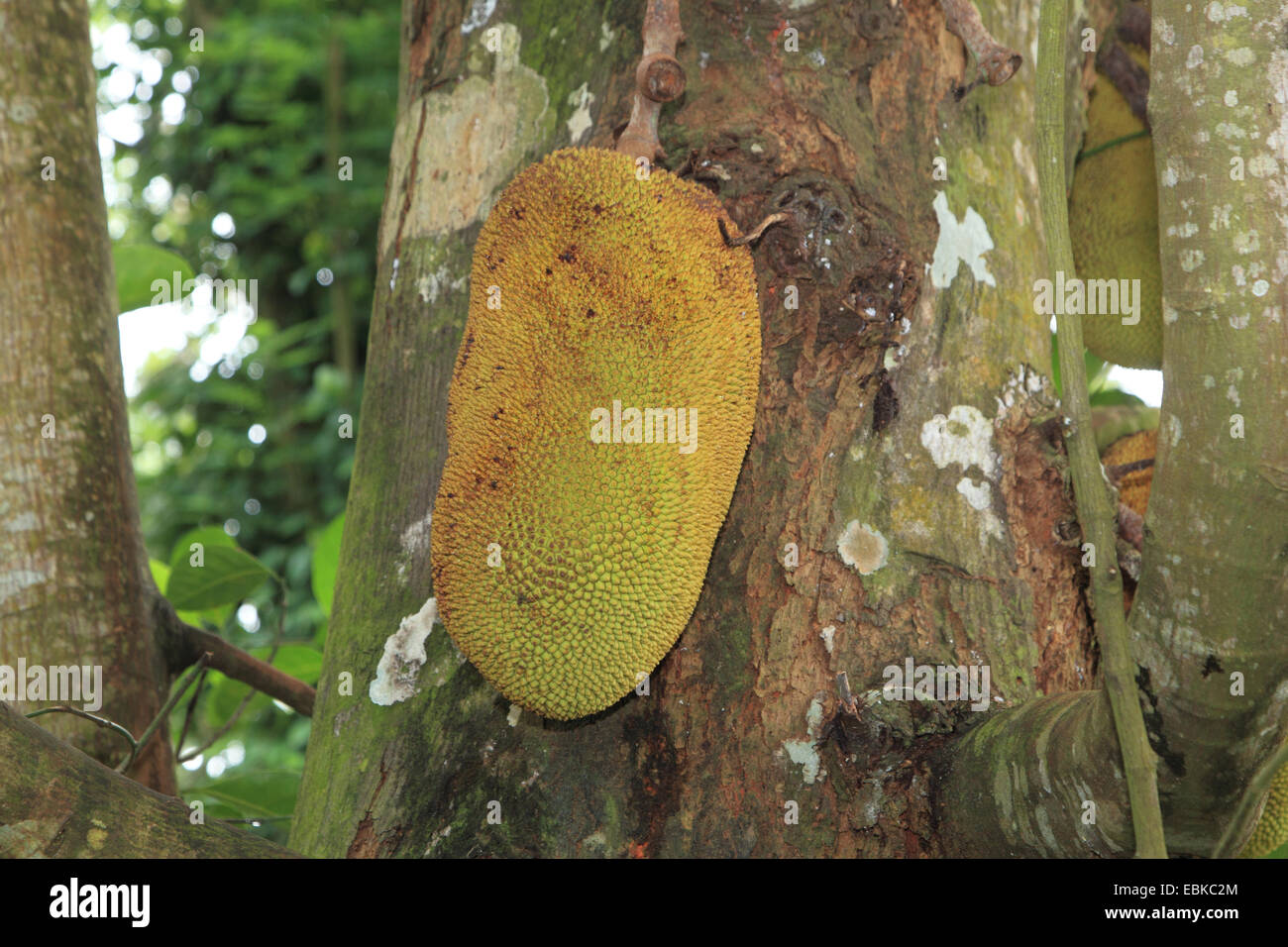 jack-fruit (Artocarpus heterophyllus), jack-fruit on a tree, Tanzania, Sansibar Stock Photo